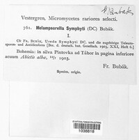 Pucciniastrum symphyti image